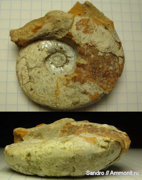 макроконхи, Aspidoceras, Aspidoceratidae, Aspidoceratinae, Macroconchs