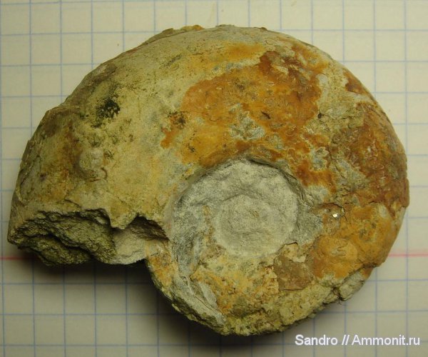 макроконхи, Aspidoceras, Aspidoceratidae, Aspidoceratinae, Macroconchs