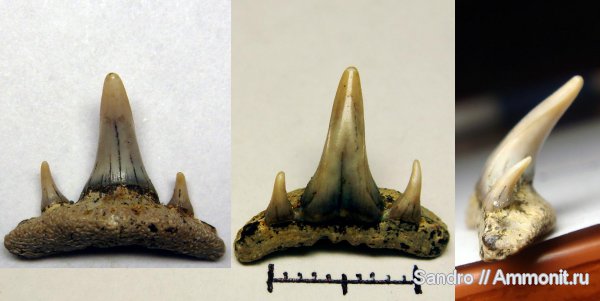 Paraorthacodus, Paraorthacodus recurvus, Synechodontiformes