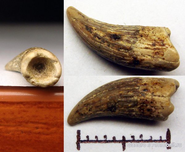 плезиозавры