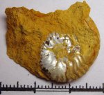 498A0005 - Sutneria в породе