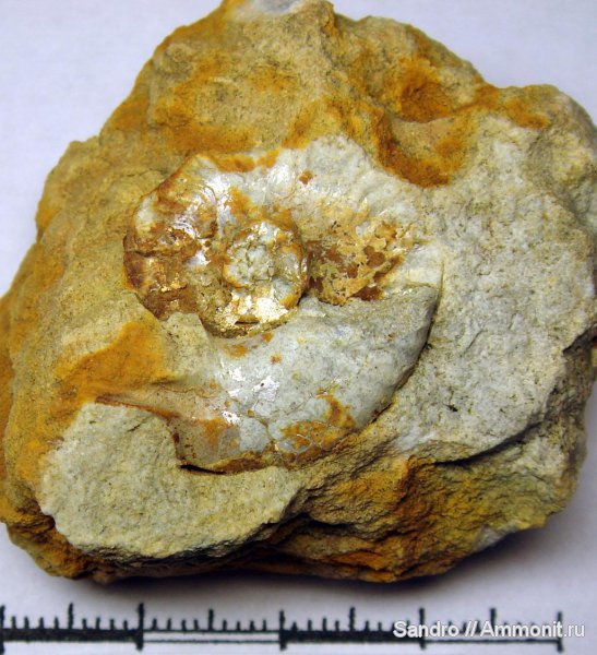 ушки, устье, Sutneria, Microconchs, lappets