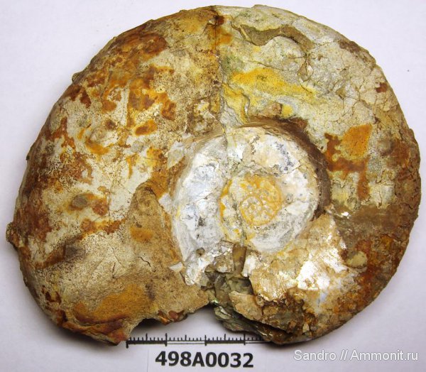 макроконхи, ?, Aspidoceras, Aspidoceratidae, Aspidoceratinae, Macroconchs