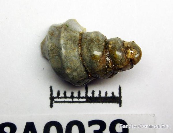 Dicroloma, ?, Aporrhaidae