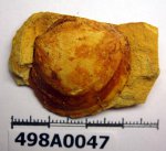 498A0047 - Двустворка