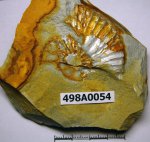 498A0054 - Aulacostephanus