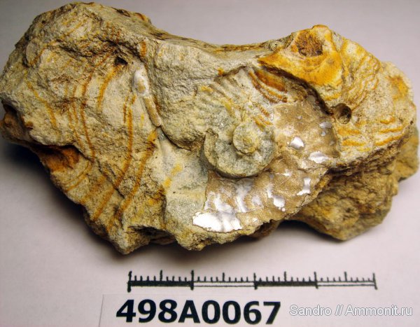 ушки, устье, Sutneria, Aspidoceratidae, Microconchs, lappets