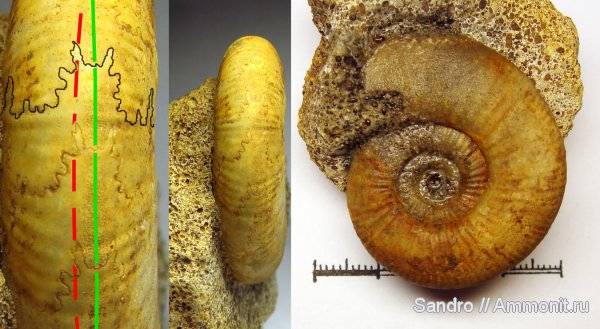 Indosphinctes, Indosphinctes nikitinoensis Indosphinctes, Indosphinctes nikitinoensis