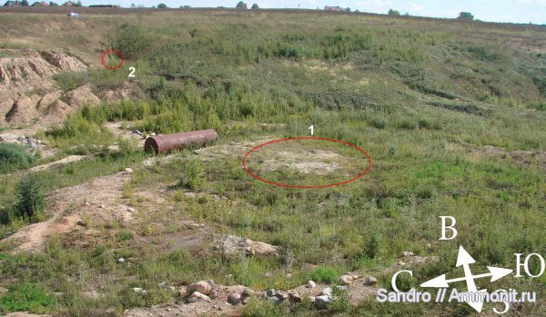 Eostriatolamia, Cretalamna, Ptychodus, Cretoxyrhina, Paraorthacodus, Hybodus, Schloenbachia, Synechodus, Protolamna, Archaeolamna, Acrodus, Meristodon