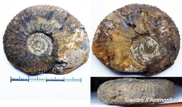 ?, Riasanites, Subalpinites