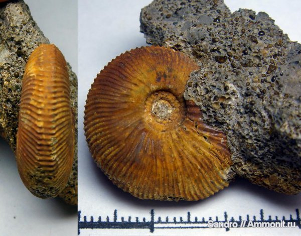 Kosmoceras, Kosmoceratidae