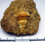 510024 - Гастропода