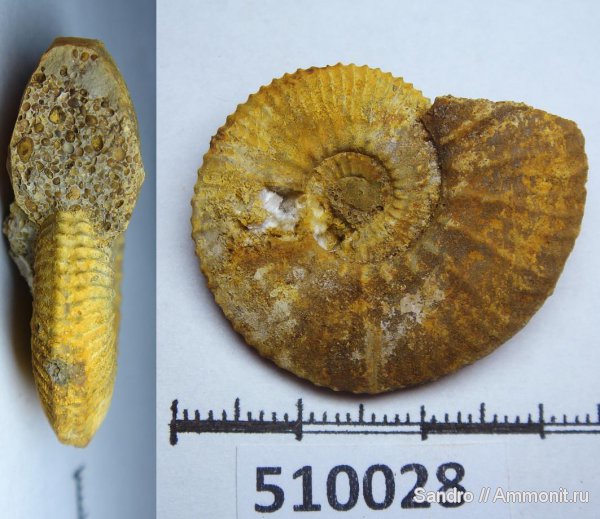 Kosmoceras, Kosmoceratidae