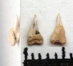 430078 - неопределённый зуб акулы