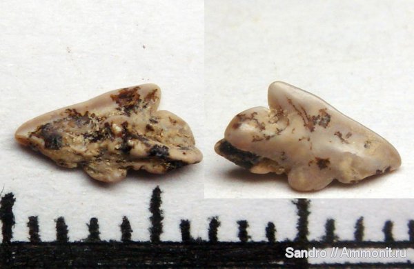 squalus, Protosqualus, Protosqualus glickmani