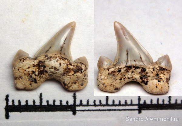 Cretalamna, Cretalamna appendiculata