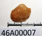 46A00007 - Двустворчатые моллюски Крыма