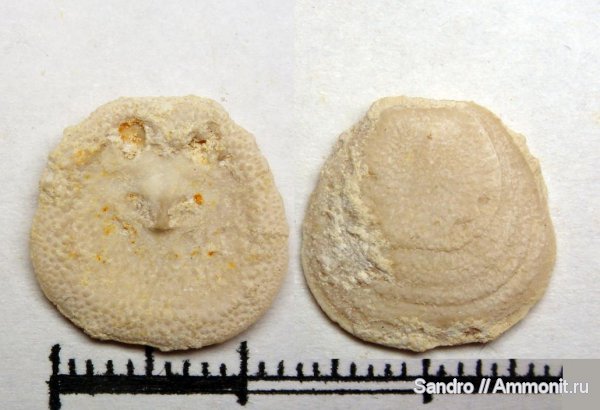 Крым, Craniida, Crania, Crania tuberculata