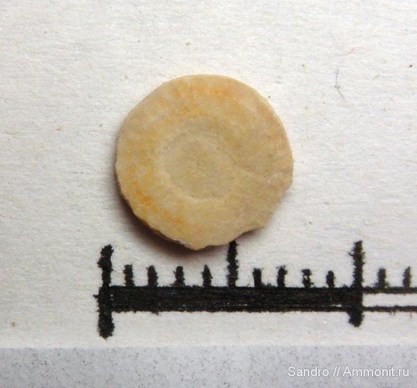 Крым, ?, нуммулиты