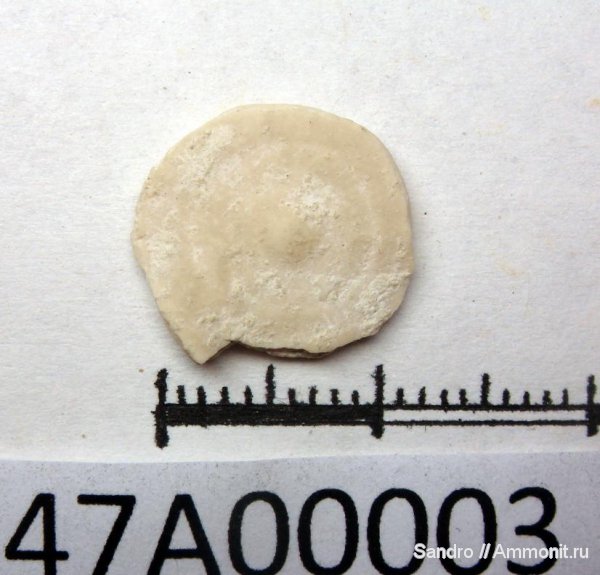 Крым, ?, нуммулиты