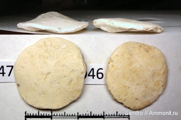 Крым, Nummulites