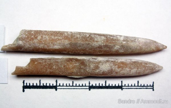 Крым, Belemnella