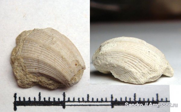 Крым, Neithea, Neithea striatocostata