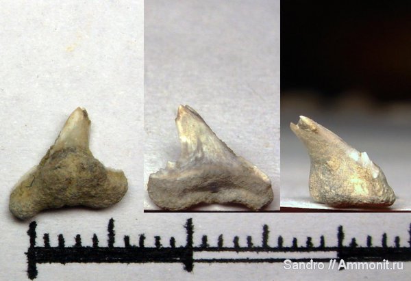 Galeorhinus, Physogaleus