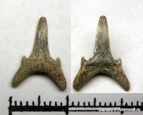 ?, Lamniformes, Carcharias