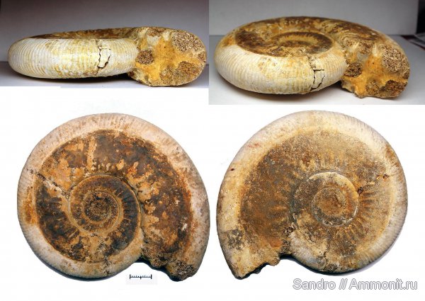 Indosphinctes, Perisphinctidae