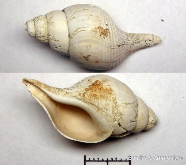 ?, Neptunea