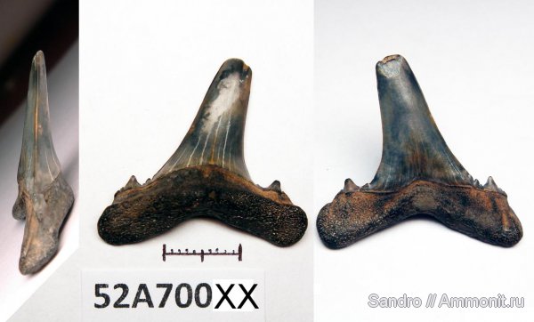 Striatolamia, Mennerotodus