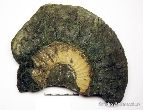 Zaraiskites, Zaraiskites zarajskensis