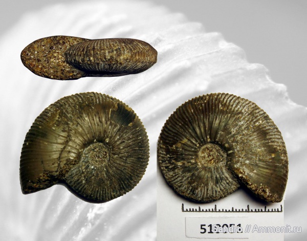 Kosmoceras, препарирование, Kosmoceratidae, Kosmoceras enodatum