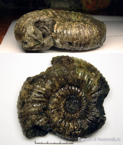 Dorsoplanites, Dorsoplanites panderi