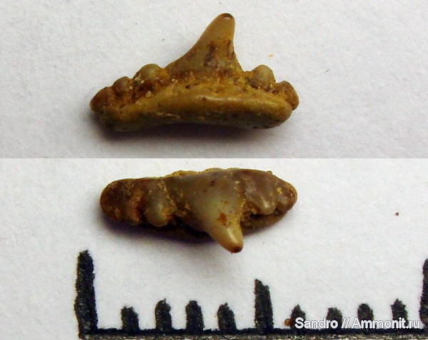 Synechodus, Synechodontiformes