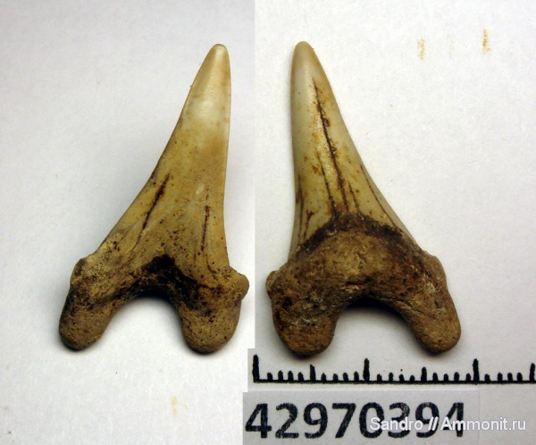 Cretoxyrhina, Cretoxyrhina denticulata