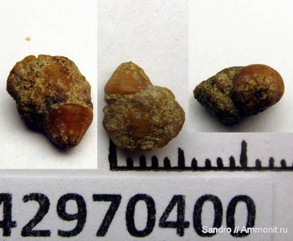 мозазавры, ?, Globidens