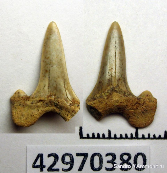 Cretalamna, Cretalamna appendiculata, Otodontidae