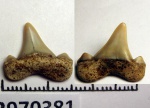 42970381 - задний зуб Cretalamna appendiculata