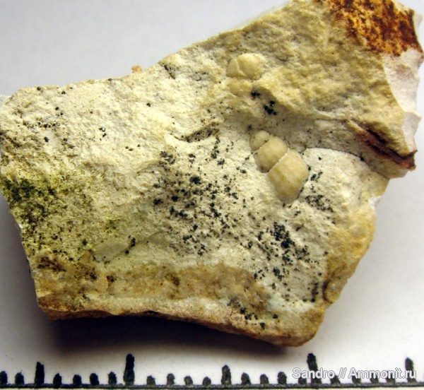 гастроподы