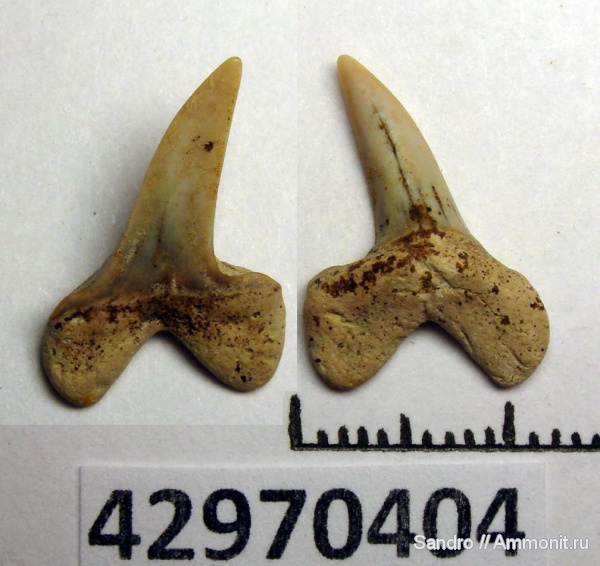 ?, Anomotodon, Mitsukurinidae, Paranomotodon