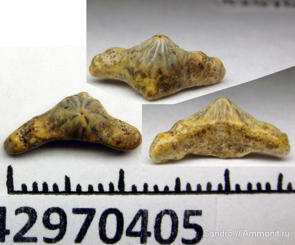 Polyacrodus, Acrodus, ACRODONTINIE