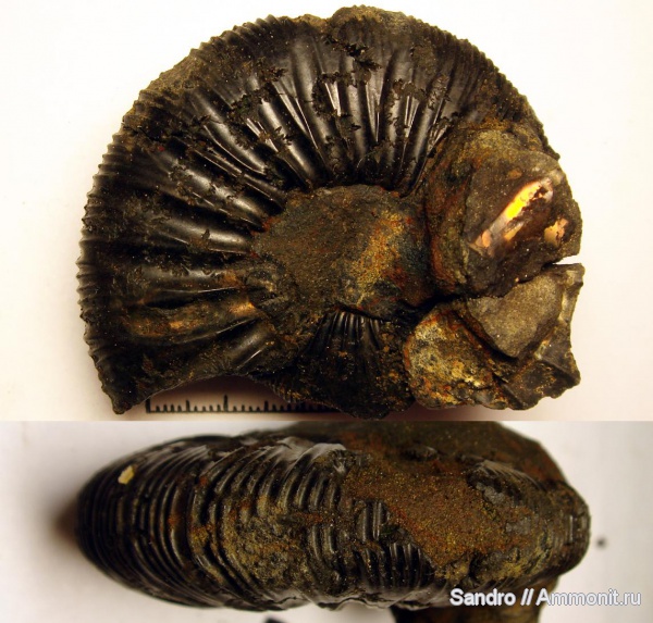 Virgatites, Virgatites gerassimovi