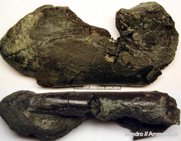 рептилии, ихтиозавры, Капотня, кости