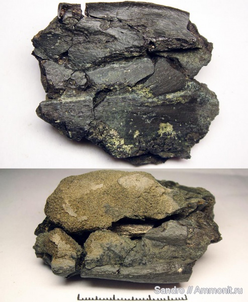 рептилии, ихтиозавры, Капотня, кости