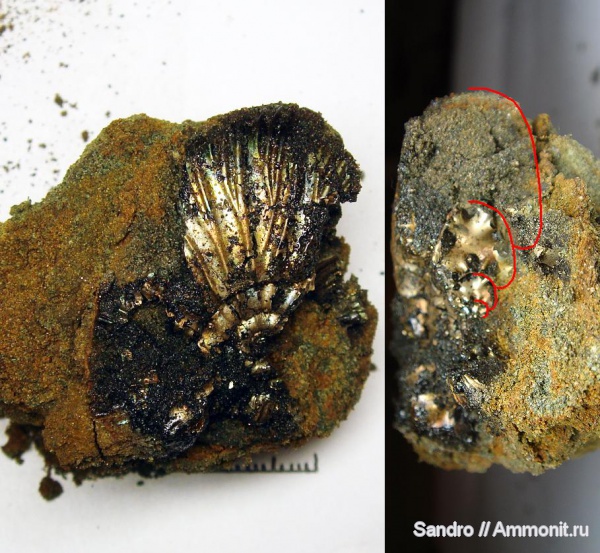 Virgatites, Капотня