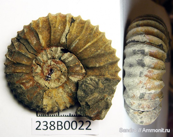 Pavlovia, Pavlovia pavlovi