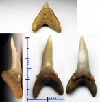 Зуб ламноидной акулы