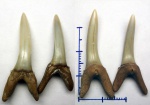 2 зуба Стриатоламий